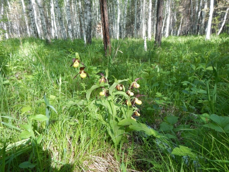 Сибирские Лесные орхидеи