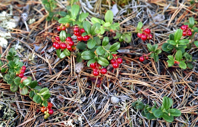 Байкальский заповедник брусника