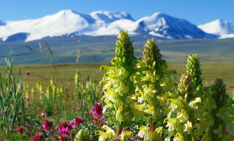 Растения травянистые горного Алтая