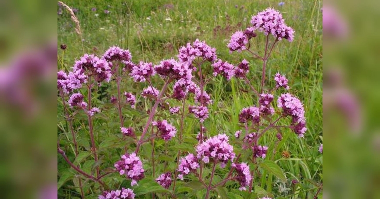 Травы Башкирии душица