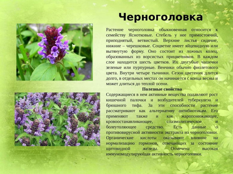 Черноголовка растение описание