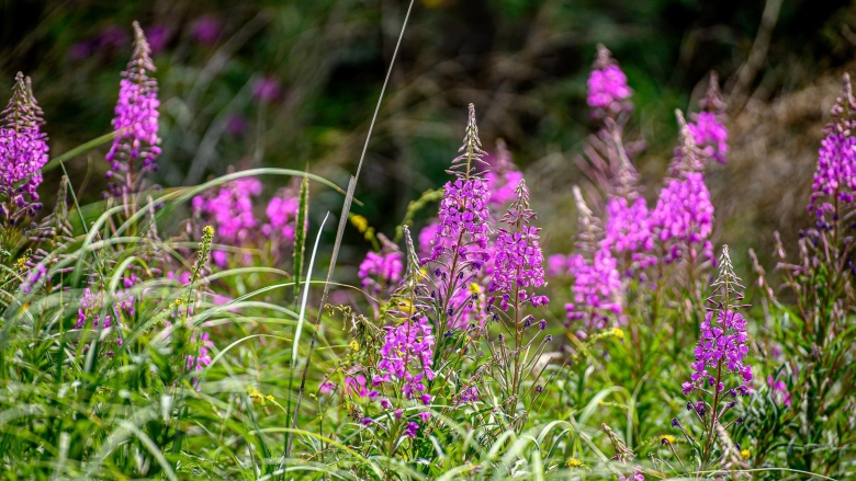 Иван чай узколистный
