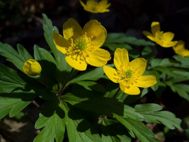 Ветреница лютичная