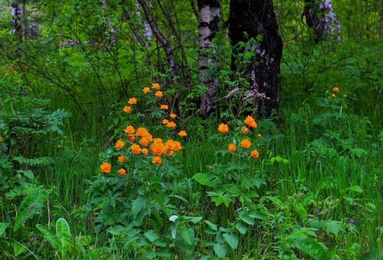 Купальница Сибирская в лесу и огонек Тогучина