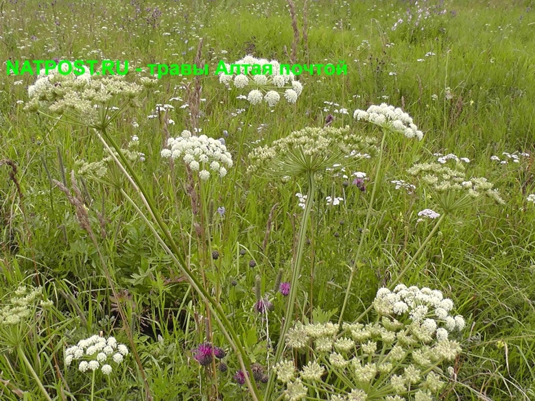 Жабрица порезниковая