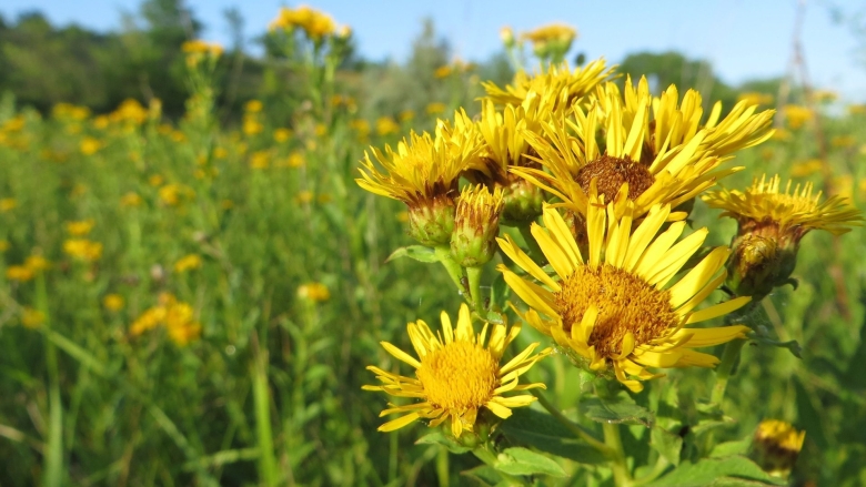 Девясил Сибирский Луговой