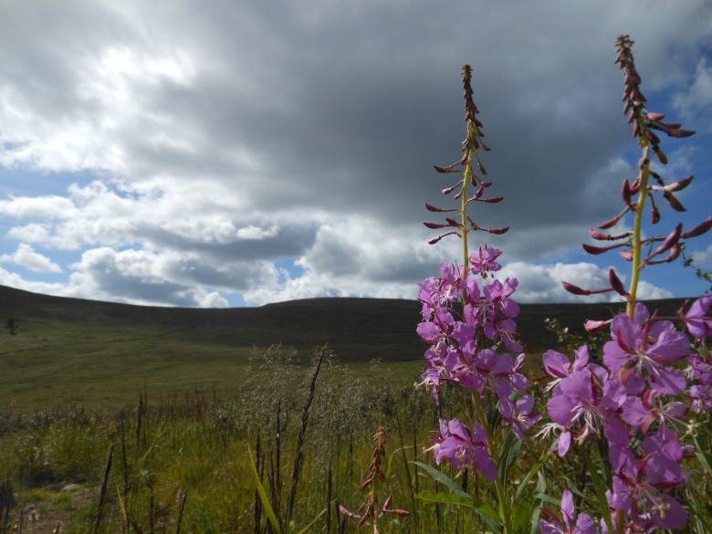 Разнотравье Забайкалья