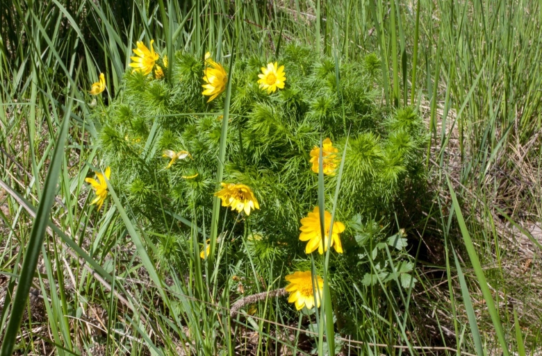 Растения Западной Сибири горицвет весенний
