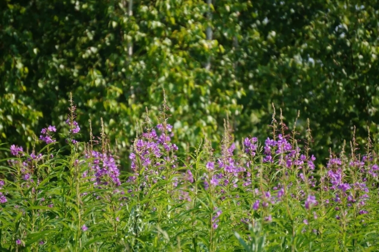 Лечебные травы Красноярского края