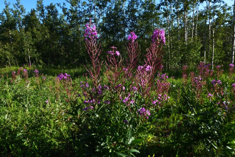 Лекарственные травы Кузбасса