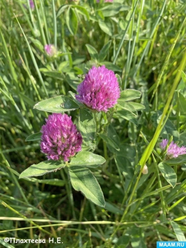 Травы Красноярского края