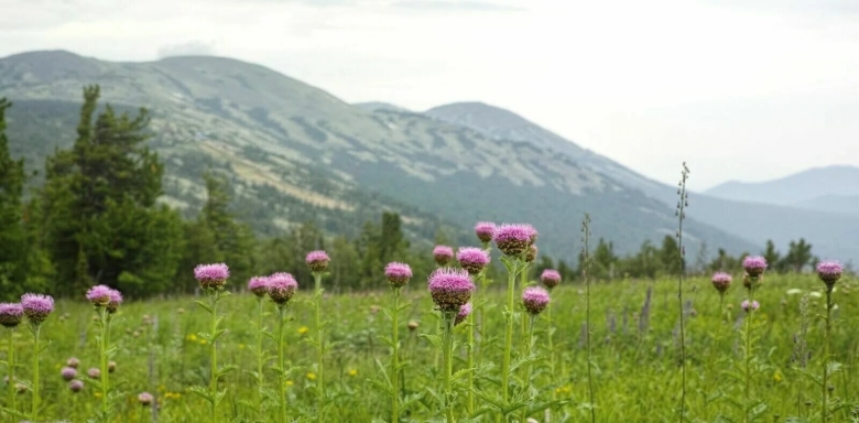 Левзея сафлоровидная