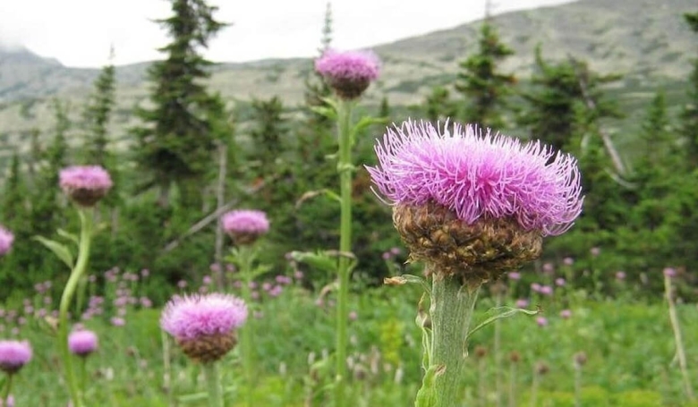 Левзея сафлоровидная