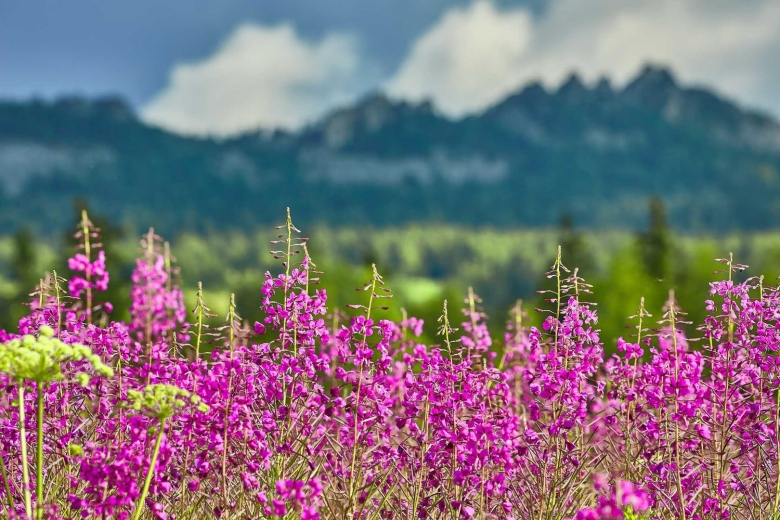 Растительность заповедника Басеги