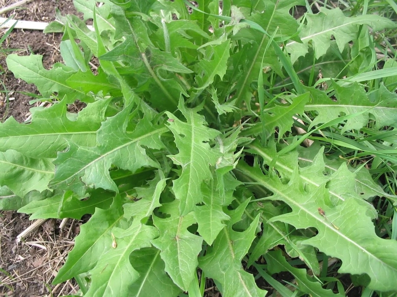 Латук компасный lactuca serriola