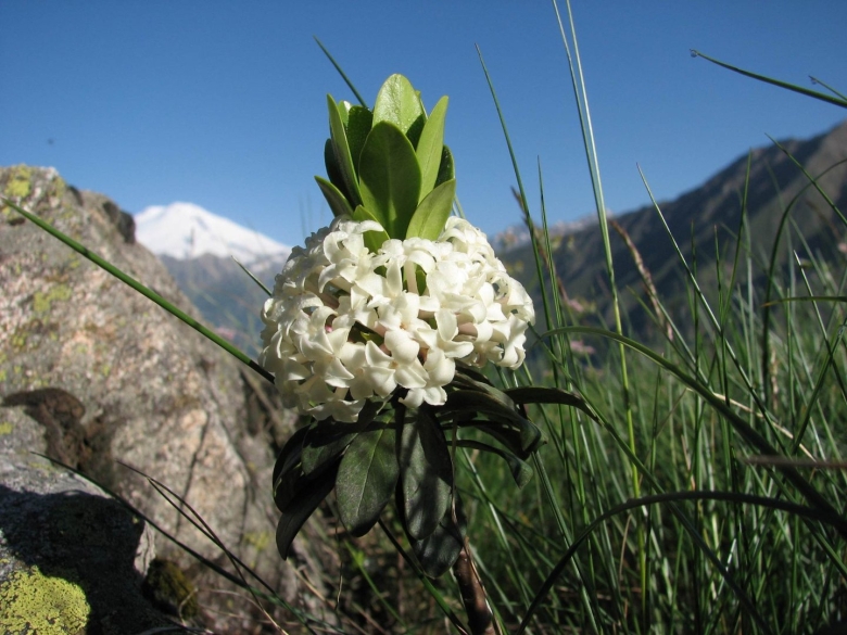 Эндемики альпийского Луга Кавказа