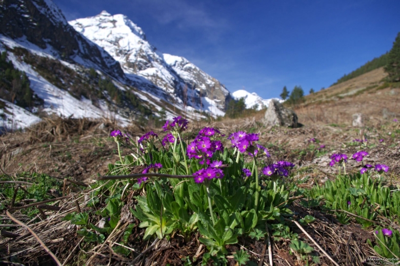 Примула первоцвет Кавказская