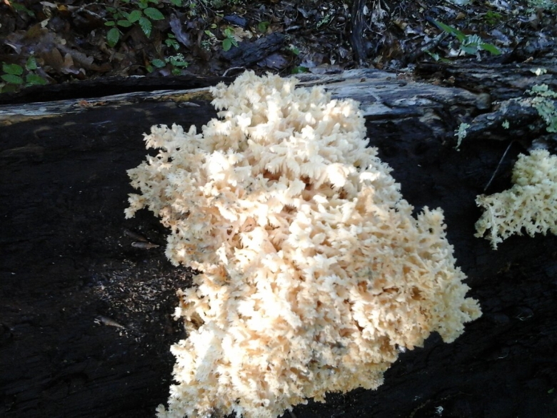 Съедобные грибы Северного Кавказа