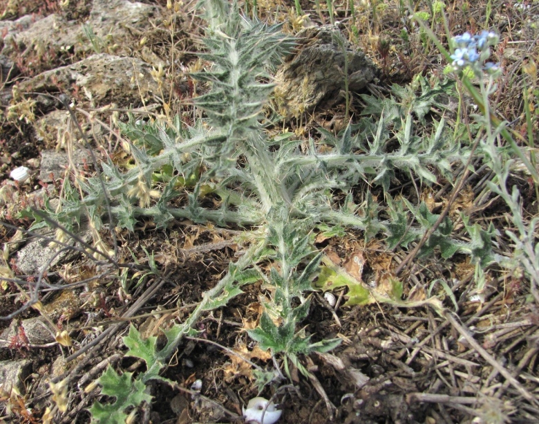 Колючие растения Северного Кавказа