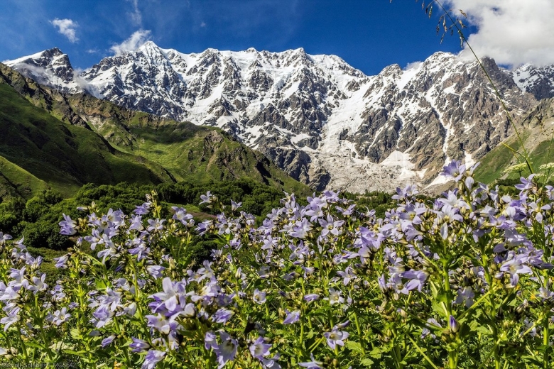 Альпийские Луга Северного Кавказа