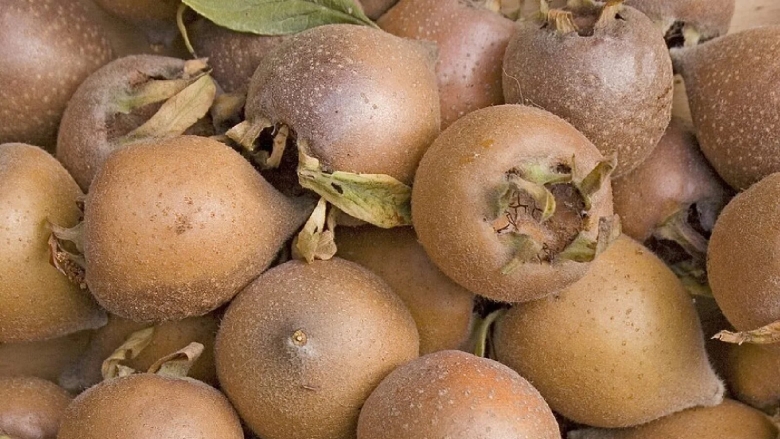 Мушмула Азербайджанская