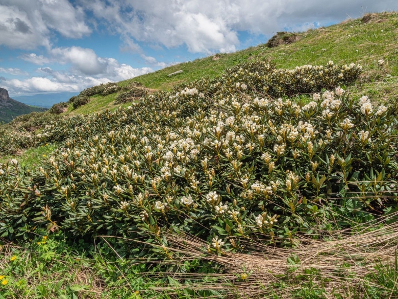 Рододендрон Даурский Саган дайля