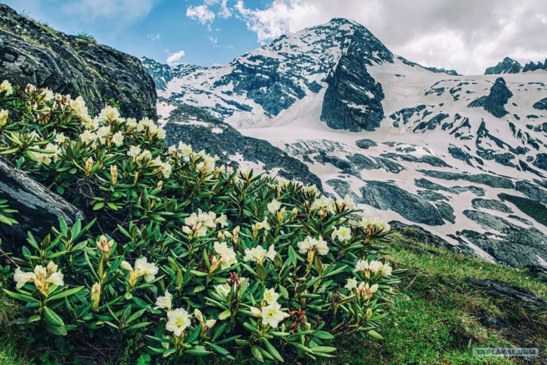 Цветение рододендрона Лаго Наки