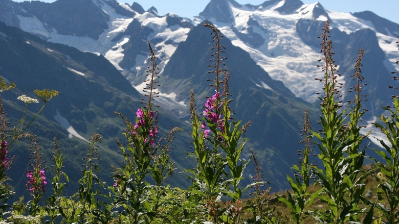 Приэльбрусье Альпийские Луга