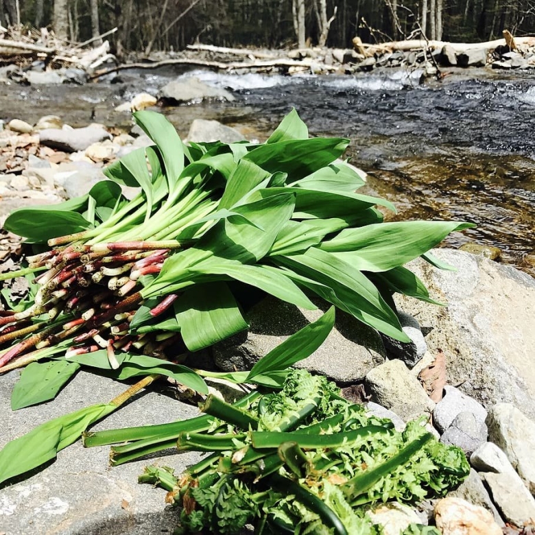 Черемша Дагестанская