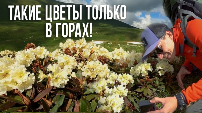 Кавказ первые цветы