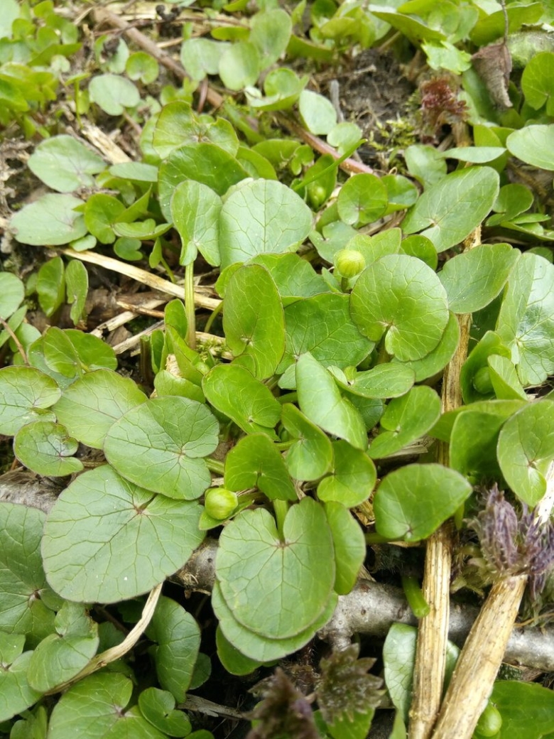 Съедобная трава в огороде
