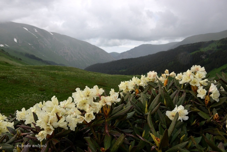 Кавказский заповедник Лаго Наки