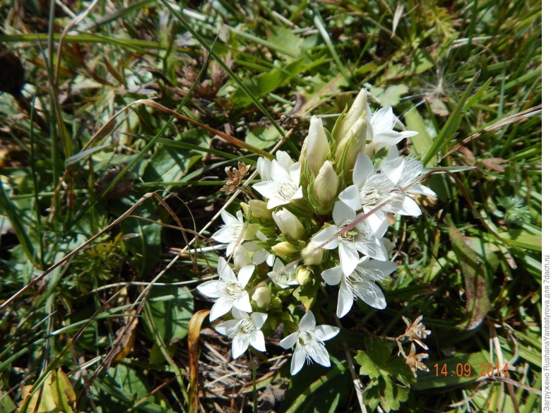 Грибной тур в КЧР