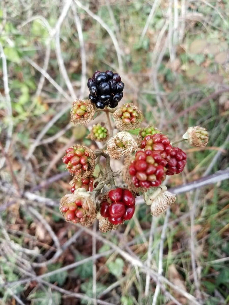 Шишки съедобные