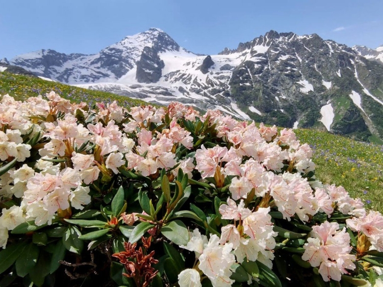 Рододендрон горный кавказский