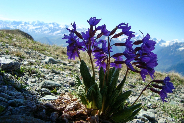 Архыз цветы в горах