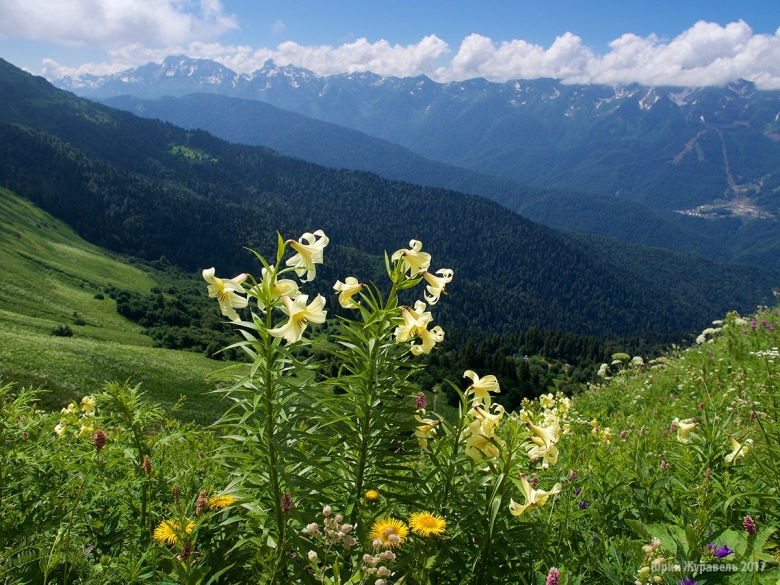 Кавказский заповедник Альпийские Луга