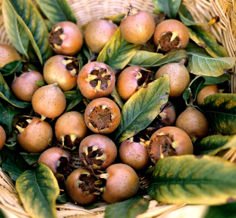 Mespilus Germanica мушмула Германская