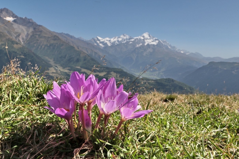 Эдельвейс Приэльбрусье цветок
