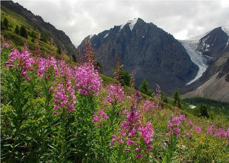 Альпийские Луга Алтая