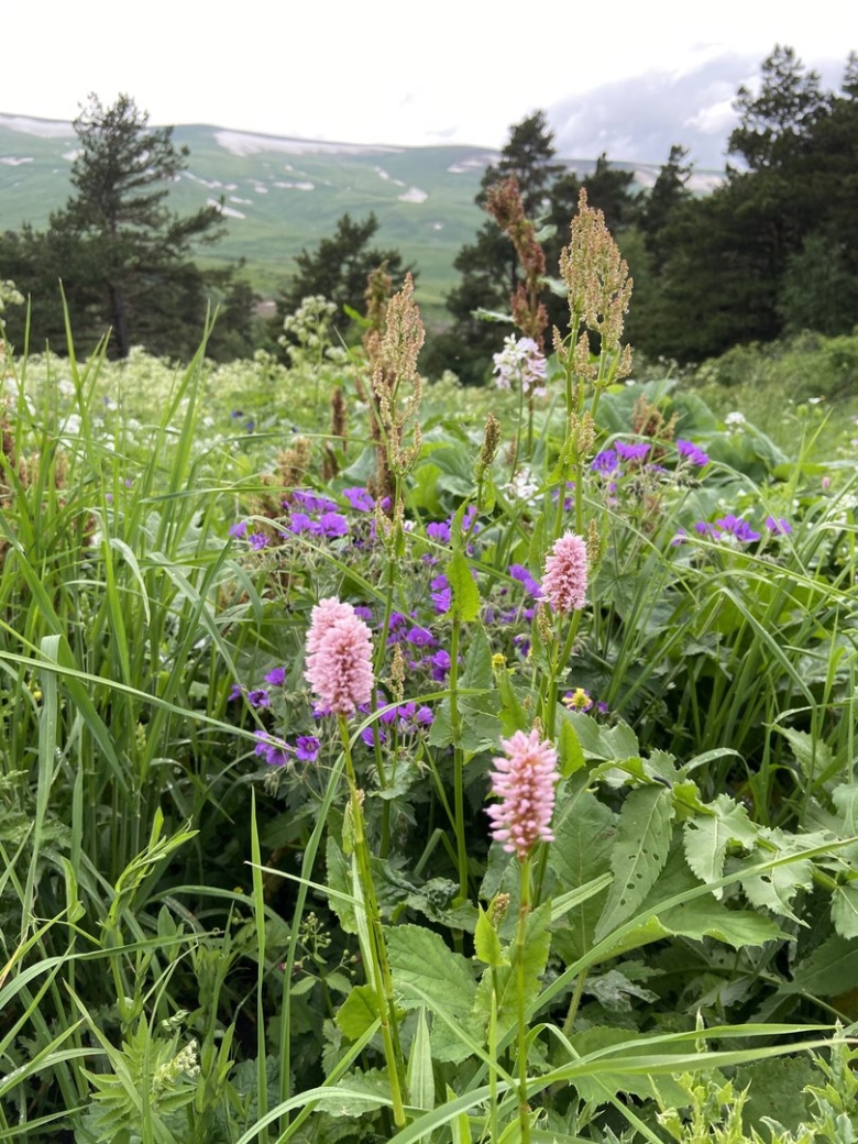 Кавказский биосферный заповедник растения