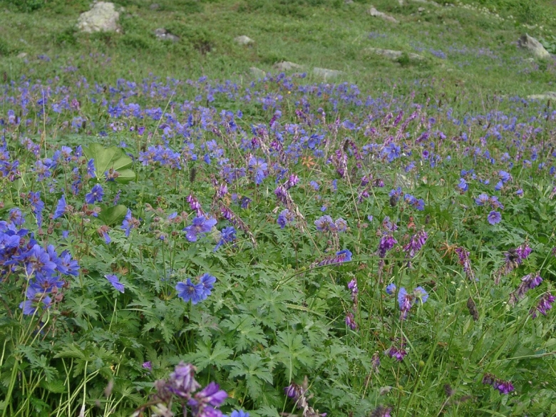 Горные цветы кавказа