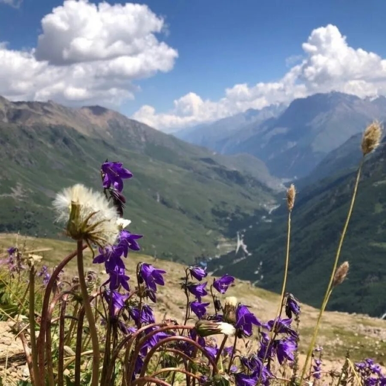 Альпийские Луга Кавказа