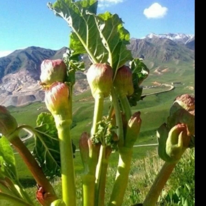 Чукуру Кымыздык