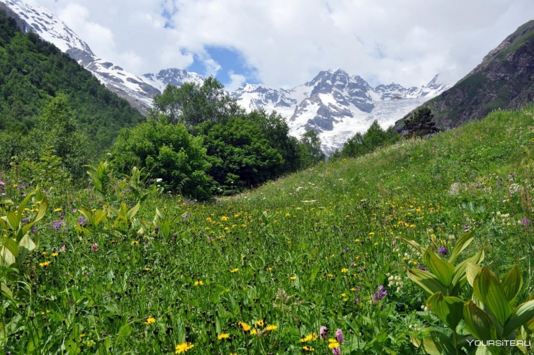 Субальпийские Луга Северного Кавказа