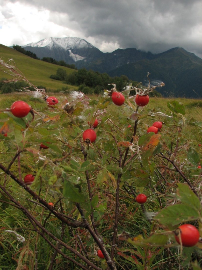 Долина Псху Абхазия