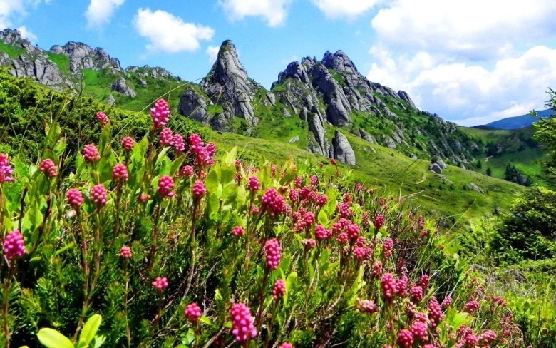 Альпийские Луга Северного Кавказа