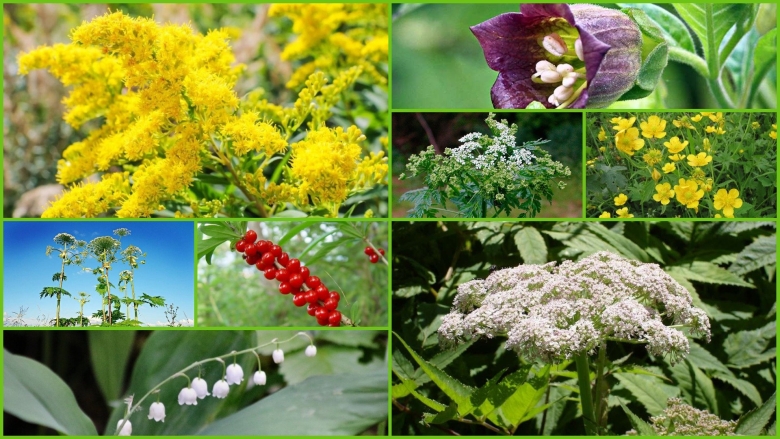 Ядовитые растения Беларуси