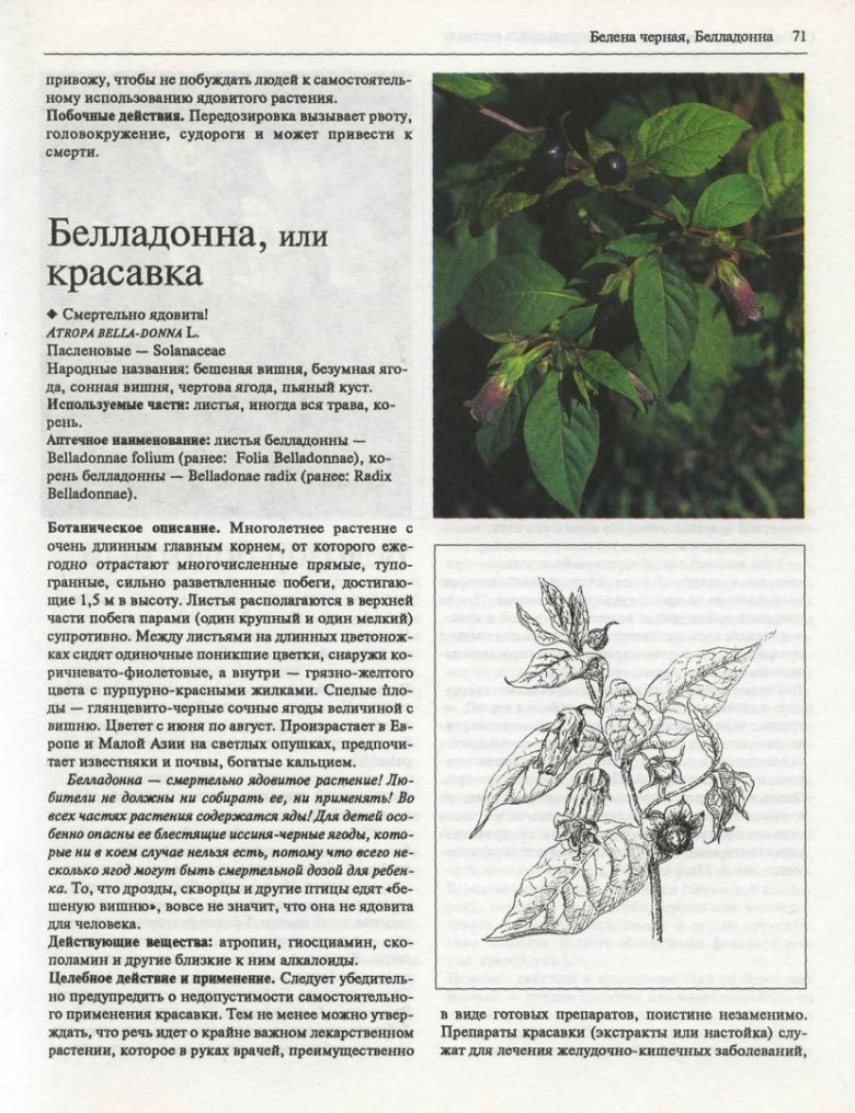 Белена и белладонна