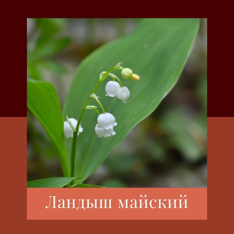 Ландыш Майский ядовитое растение